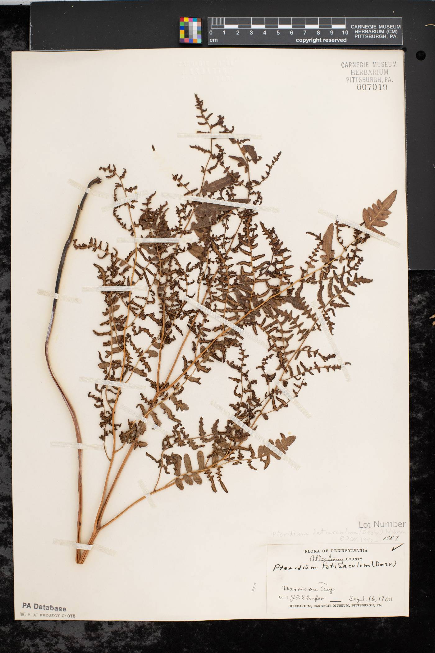 Pteridium aquilinum var. latiusculum image