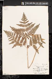 Pteridium aquilinum var. latiusculum image