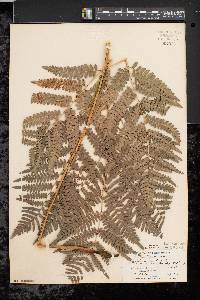 Pteridium aquilinum var. latiusculum image