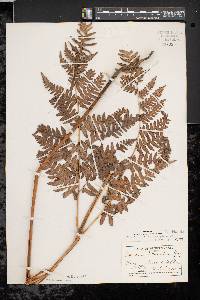 Pteridium aquilinum var. latiusculum image