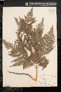 Pteridium aquilinum var. latiusculum image