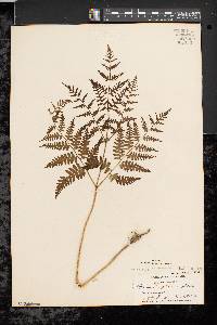 Pteridium aquilinum var. latiusculum image