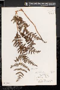 Pteridium aquilinum var. latiusculum image