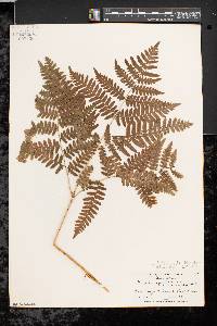 Pteridium aquilinum var. latiusculum image