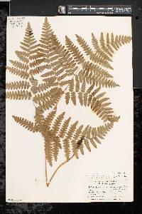 Pteridium aquilinum var. latiusculum image