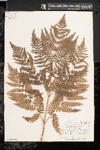 Pteridium aquilinum var. latiusculum image