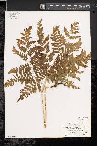 Pteridium aquilinum var. latiusculum image