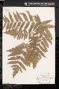 Pteridium aquilinum var. latiusculum image