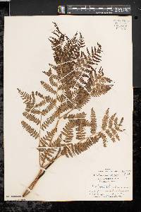 Pteridium aquilinum var. latiusculum image