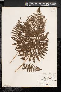 Pteridium aquilinum var. latiusculum image