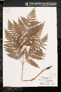 Pteridium aquilinum var. latiusculum image