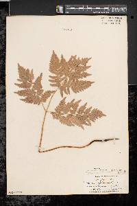 Pteridium aquilinum var. latiusculum image