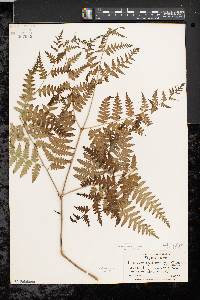 Pteridium aquilinum var. latiusculum image