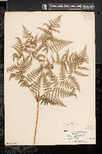 Pteridium aquilinum var. latiusculum image