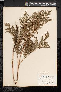 Pteridium aquilinum var. latiusculum image