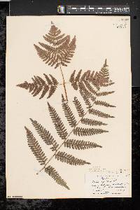 Pteridium aquilinum var. latiusculum image