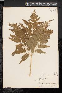 Pteridium aquilinum var. latiusculum image