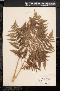 Pteridium aquilinum var. latiusculum image