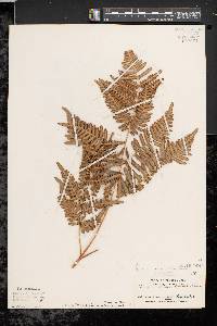 Pteridium aquilinum var. latiusculum image