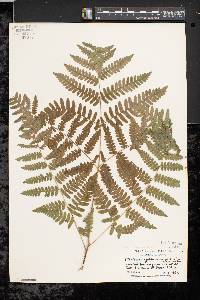 Pteridium aquilinum var. latiusculum image