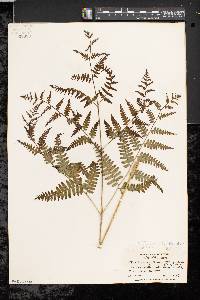 Pteridium aquilinum var. latiusculum image