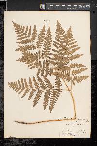 Pteridium aquilinum var. latiusculum image