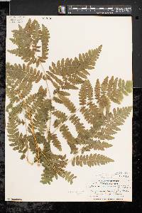 Pteridium aquilinum var. latiusculum image