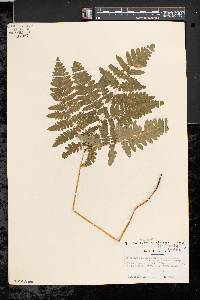 Pteridium aquilinum var. latiusculum image