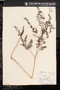 Pteridium aquilinum var. latiusculum image