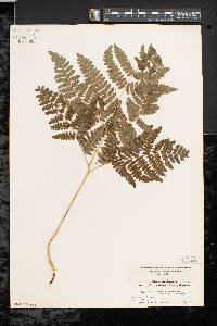 Pteridium aquilinum var. latiusculum image