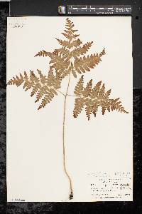 Pteridium aquilinum var. latiusculum image