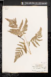 Pteridium aquilinum var. latiusculum image