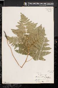 Pteridium aquilinum var. latiusculum image