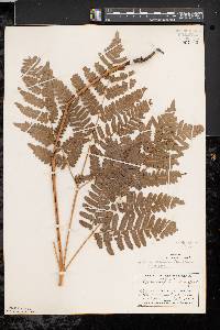 Pteridium aquilinum var. latiusculum image