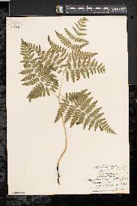 Pteridium aquilinum var. latiusculum image