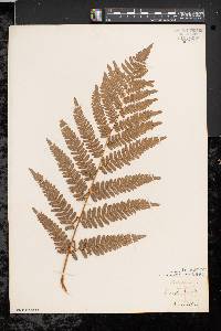 Pteridium aquilinum var. latiusculum image