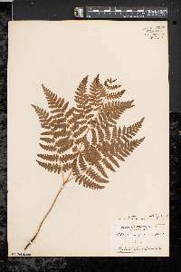 Pteridium aquilinum var. latiusculum image