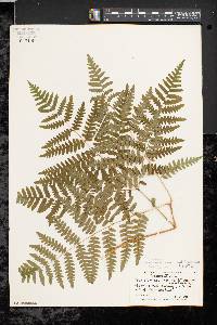 Pteridium aquilinum var. latiusculum image