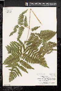 Pteridium aquilinum var. latiusculum image