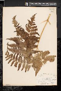 Pteridium aquilinum var. latiusculum image