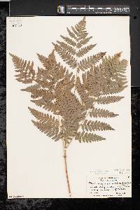 Pteridium aquilinum var. latiusculum image