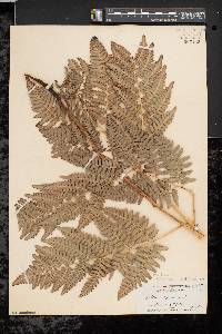 Pteridium aquilinum var. latiusculum image