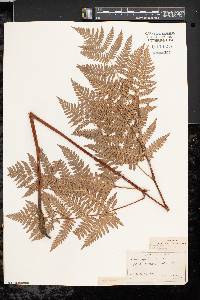 Pteridium aquilinum var. latiusculum image