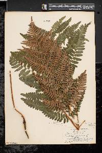 Pteridium aquilinum var. latiusculum image