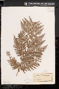 Pteridium aquilinum var. latiusculum image