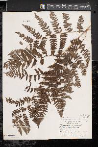 Pteridium aquilinum var. latiusculum image