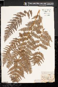 Pteridium aquilinum var. latiusculum image