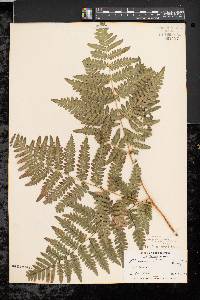 Pteridium aquilinum var. latiusculum image