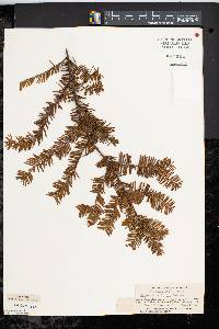 Taxus canadensis image