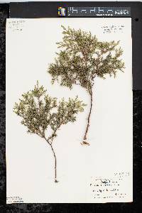 Juniperus communis var. depressa image